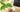 STEVIA – The reasons why I don’t use it…