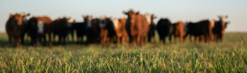 The importance of buying grass fed & free range meats